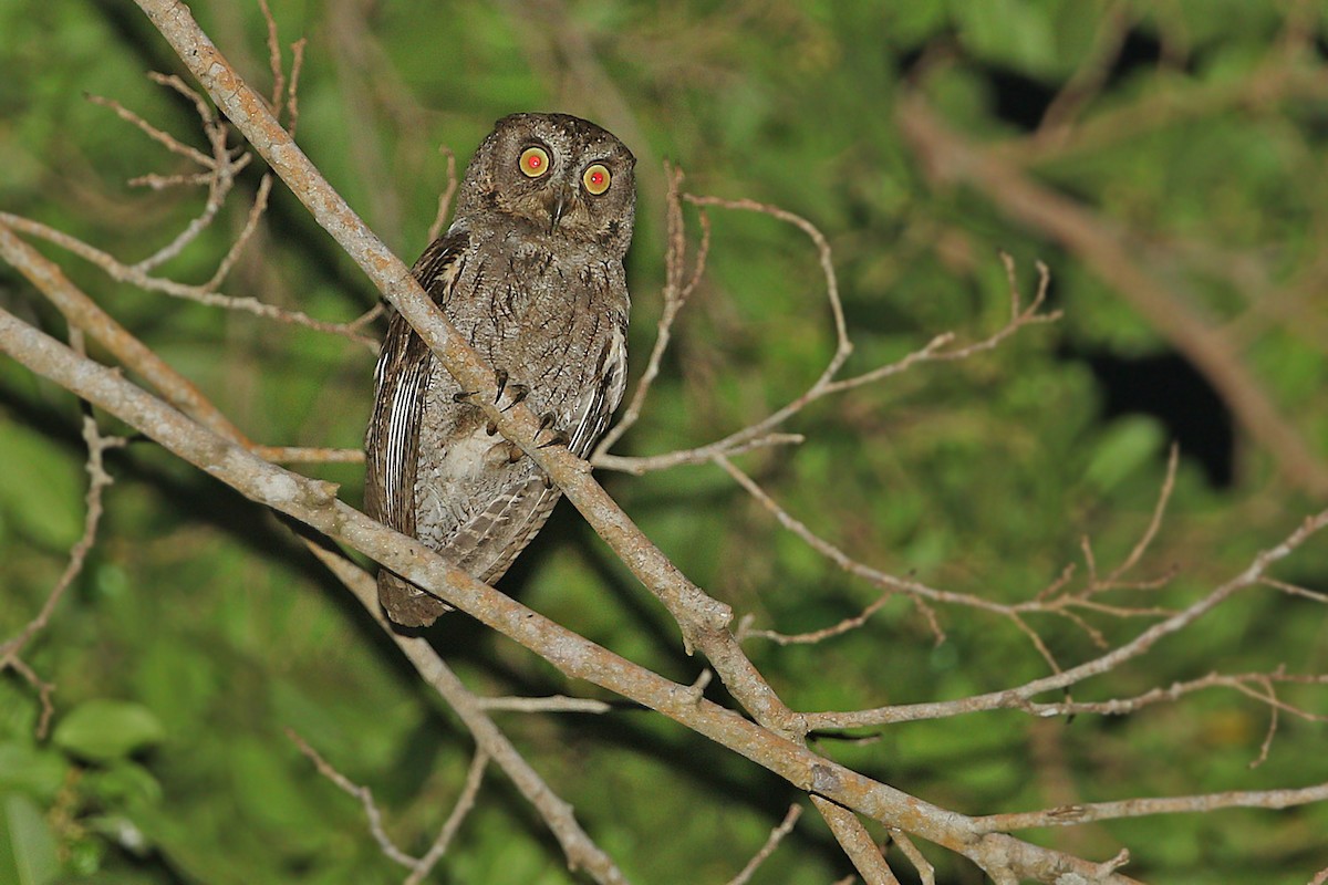 Moluccan Scops-Owl (Kalidupa) - James Eaton