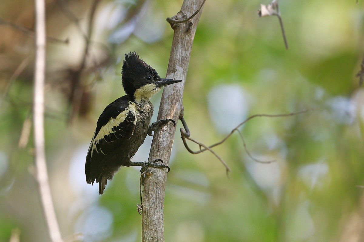 Heart-spotted Woodpecker - James Eaton