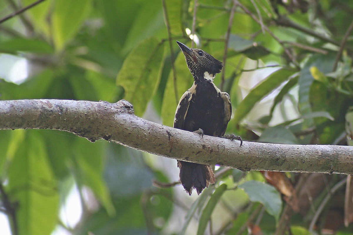 Black-and-buff Woodpecker - ML205789401