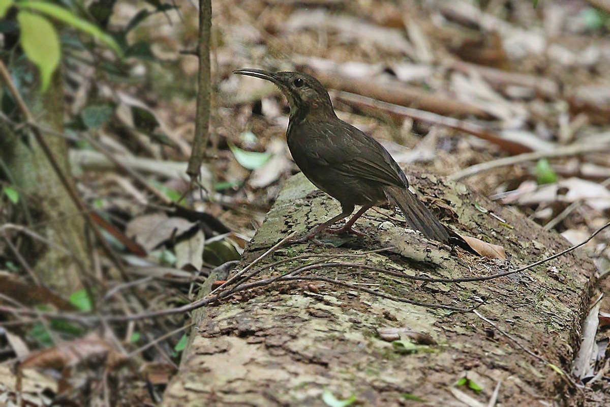 Short-tailed Scimitar-Babbler - James Eaton