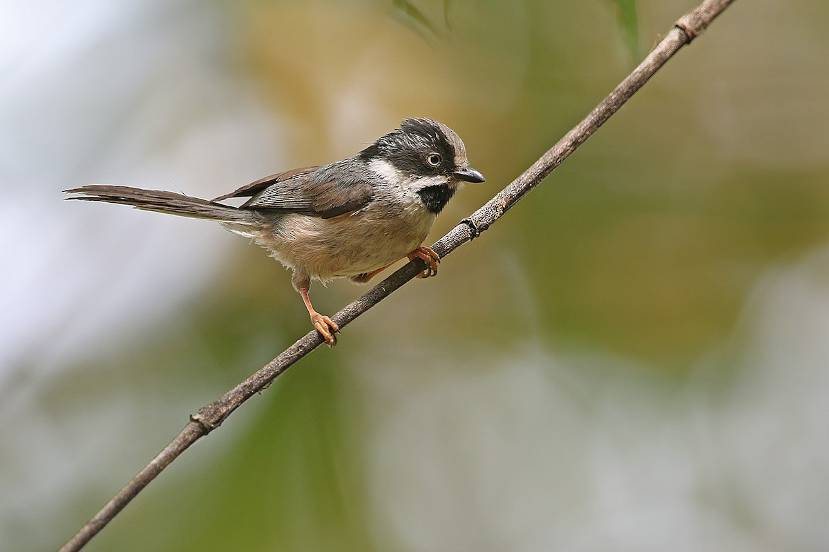 Black-throated Tit (Gray-crowned) - James Eaton