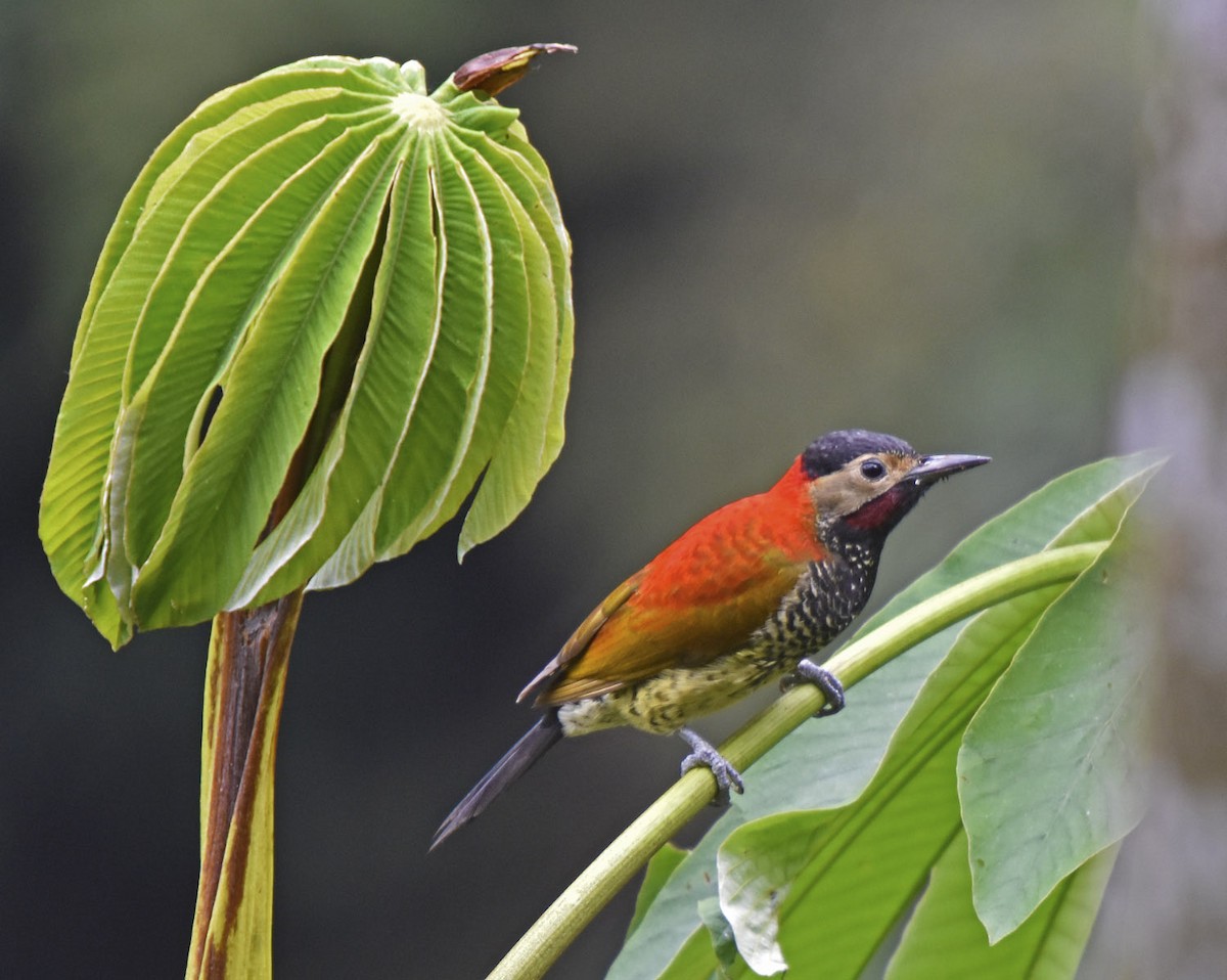 Crimson-mantled Woodpecker (Black-crowned) - Tini & Jacob Wijpkema