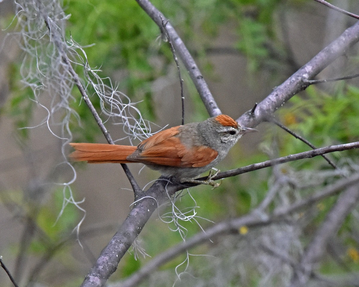 Bolivian Spinetail - ML205789951
