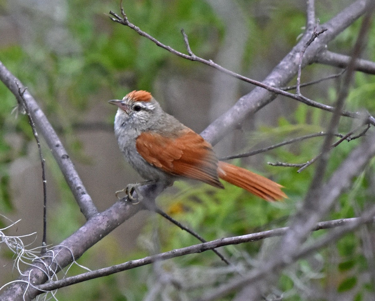 Bolivian Spinetail - ML205789961