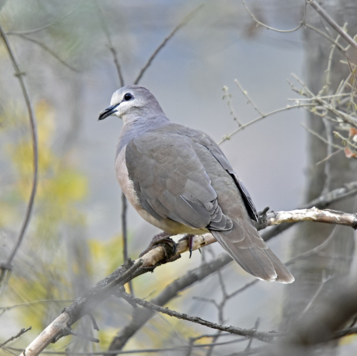 White-tipped Dove (brasiliensis Group) - ML205790001
