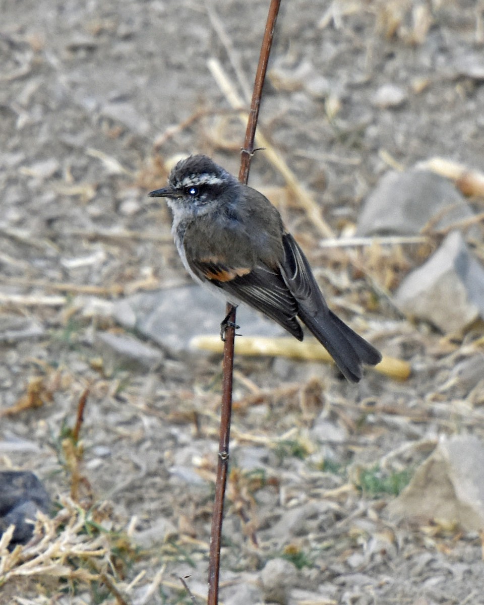 White-browed Chat-Tyrant - ML205790041