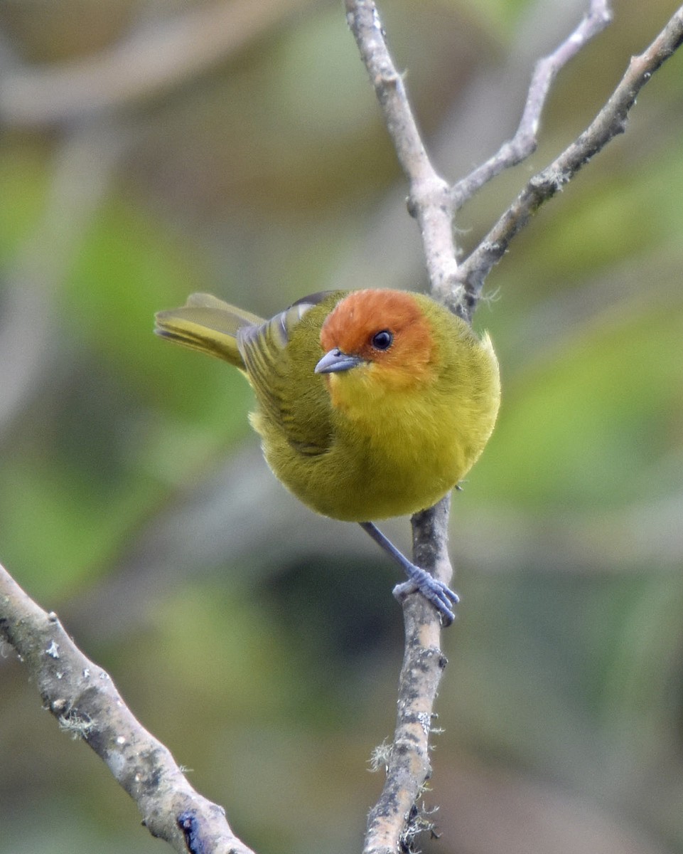 Rust-and-yellow Tanager - ML205790081