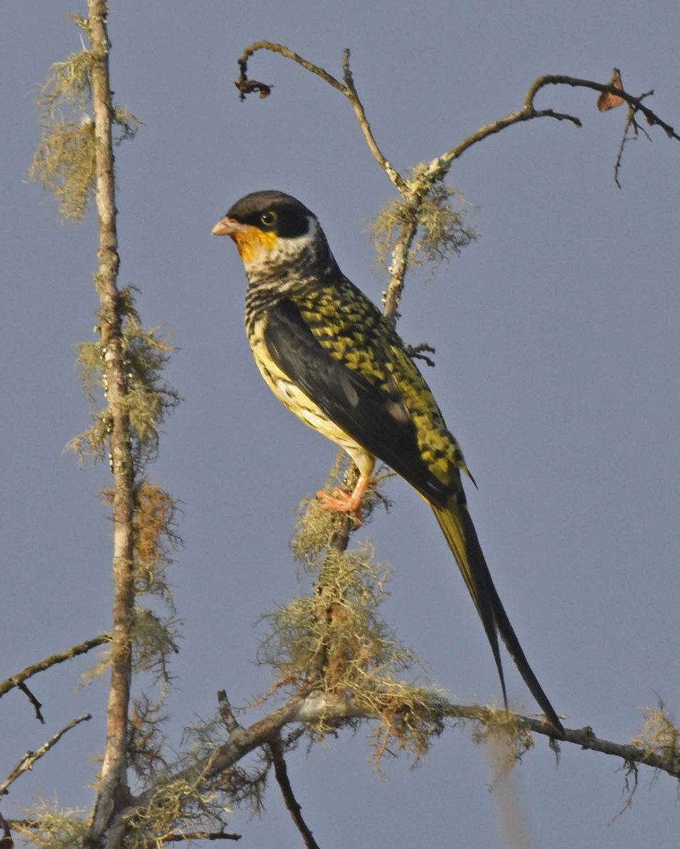 Swallow-tailed Cotinga (Palkachupa) - Tini & Jacob Wijpkema