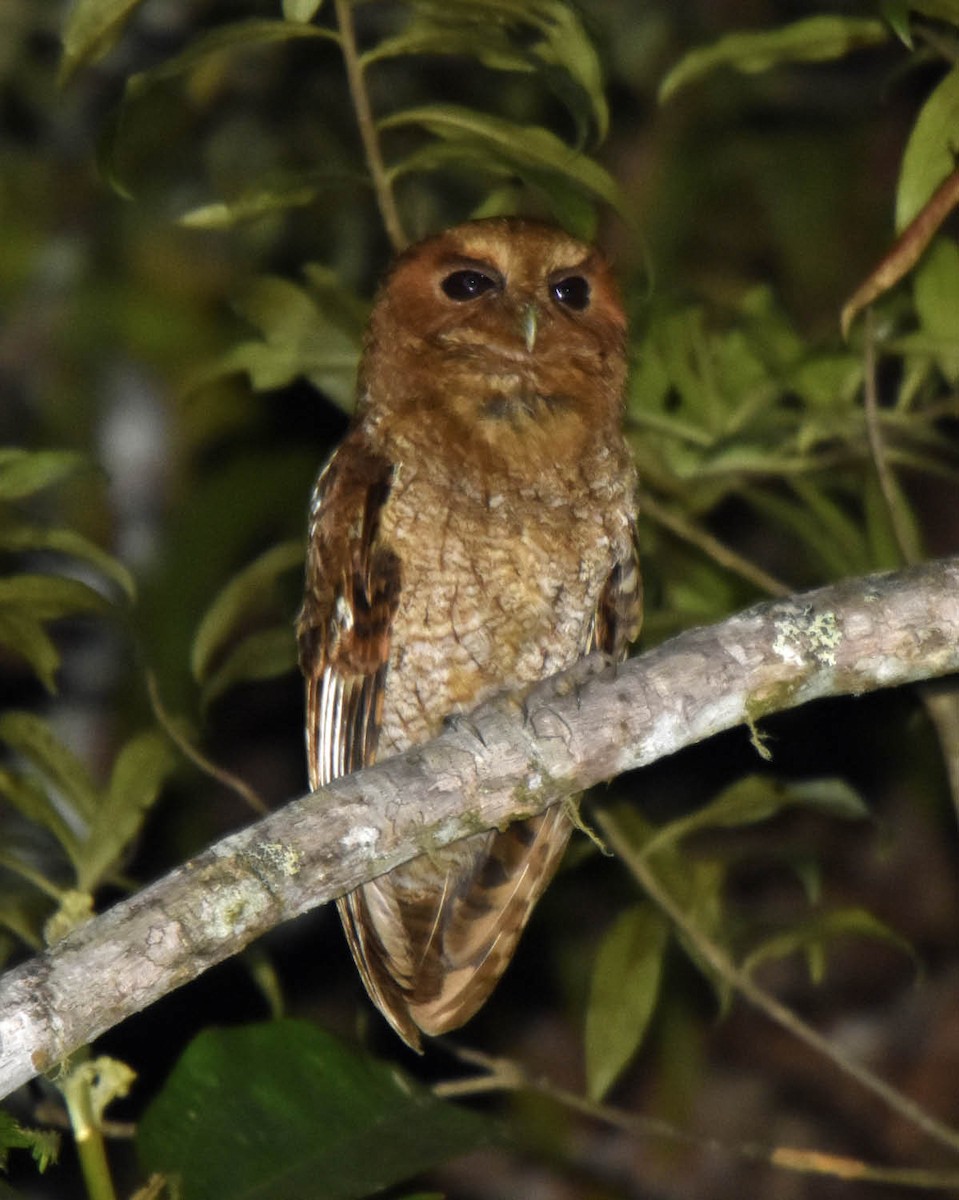 Rufescent Screech-Owl (Rufescent) - ML205790231