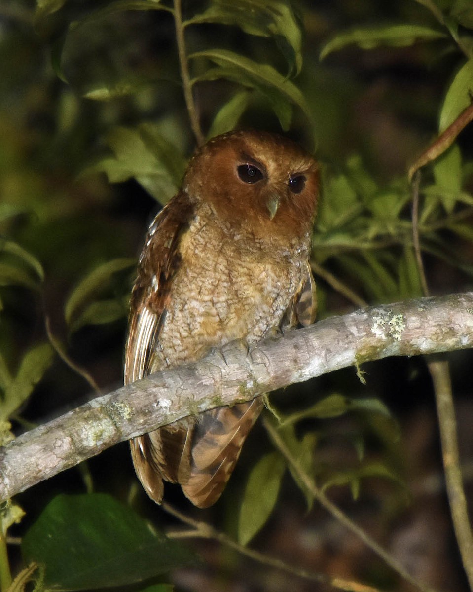 Rufescent Screech-Owl (Rufescent) - ML205790241