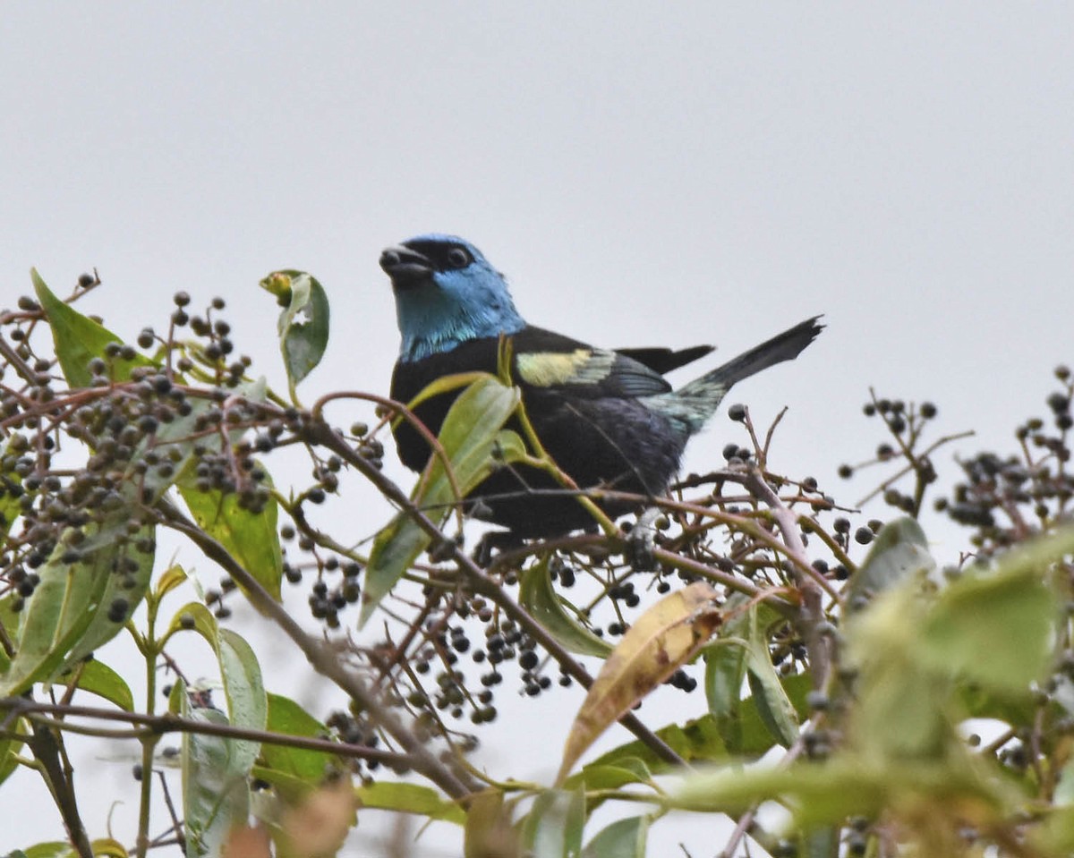 Blue-necked Tanager - ML205790291