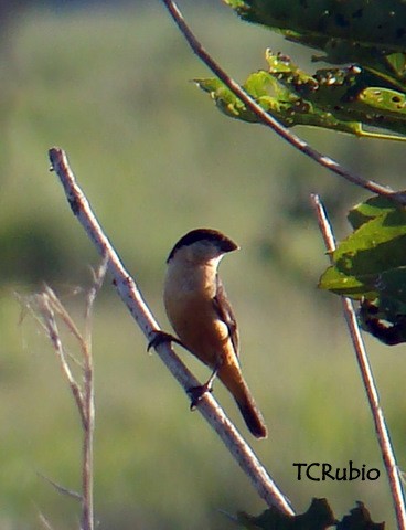 Black-and-tawny Seedeater - ML205790351