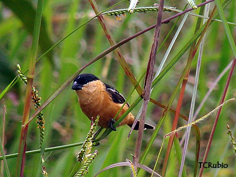 Black-and-tawny Seedeater - ML205790361