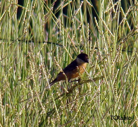Black-and-tawny Seedeater - ML205790371