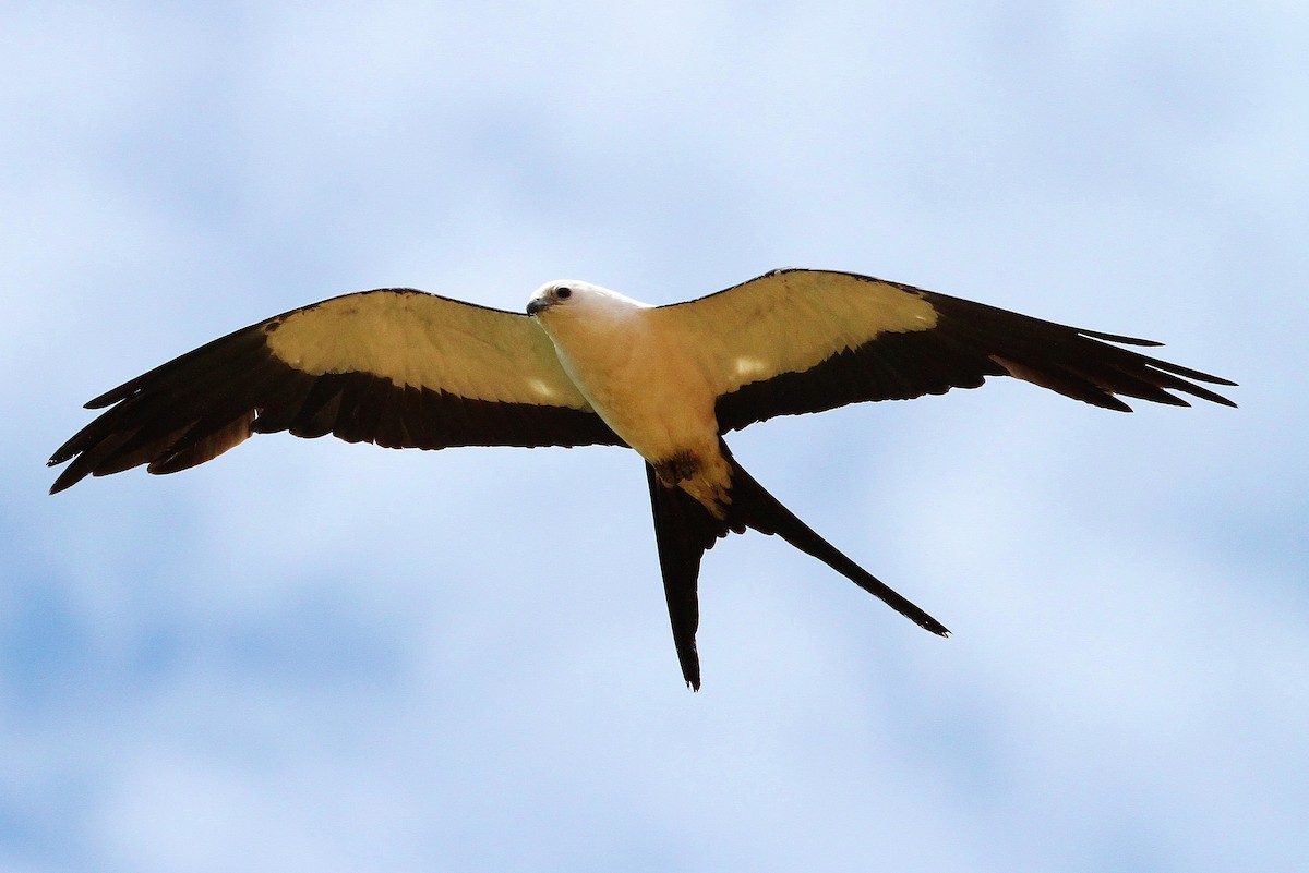 Swallow-tailed Kite - Alexandre Gualhanone