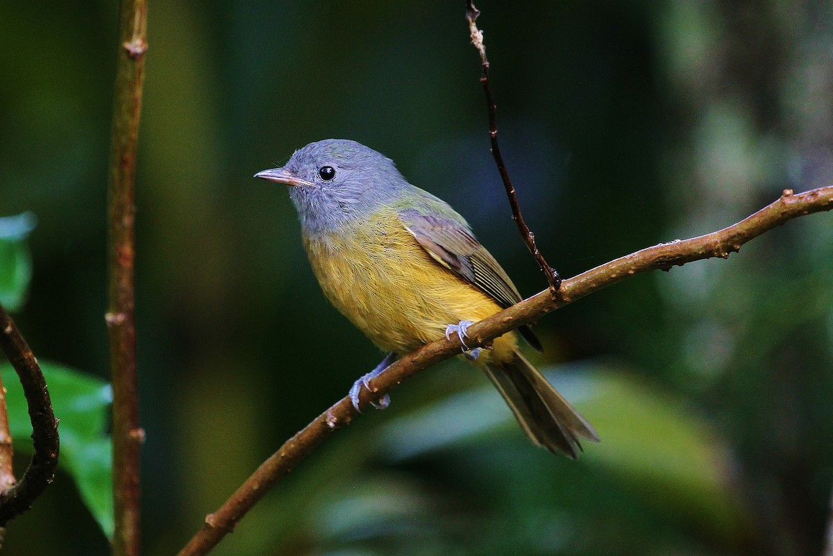 Gray-hooded Flycatcher - Alexandre Gualhanone