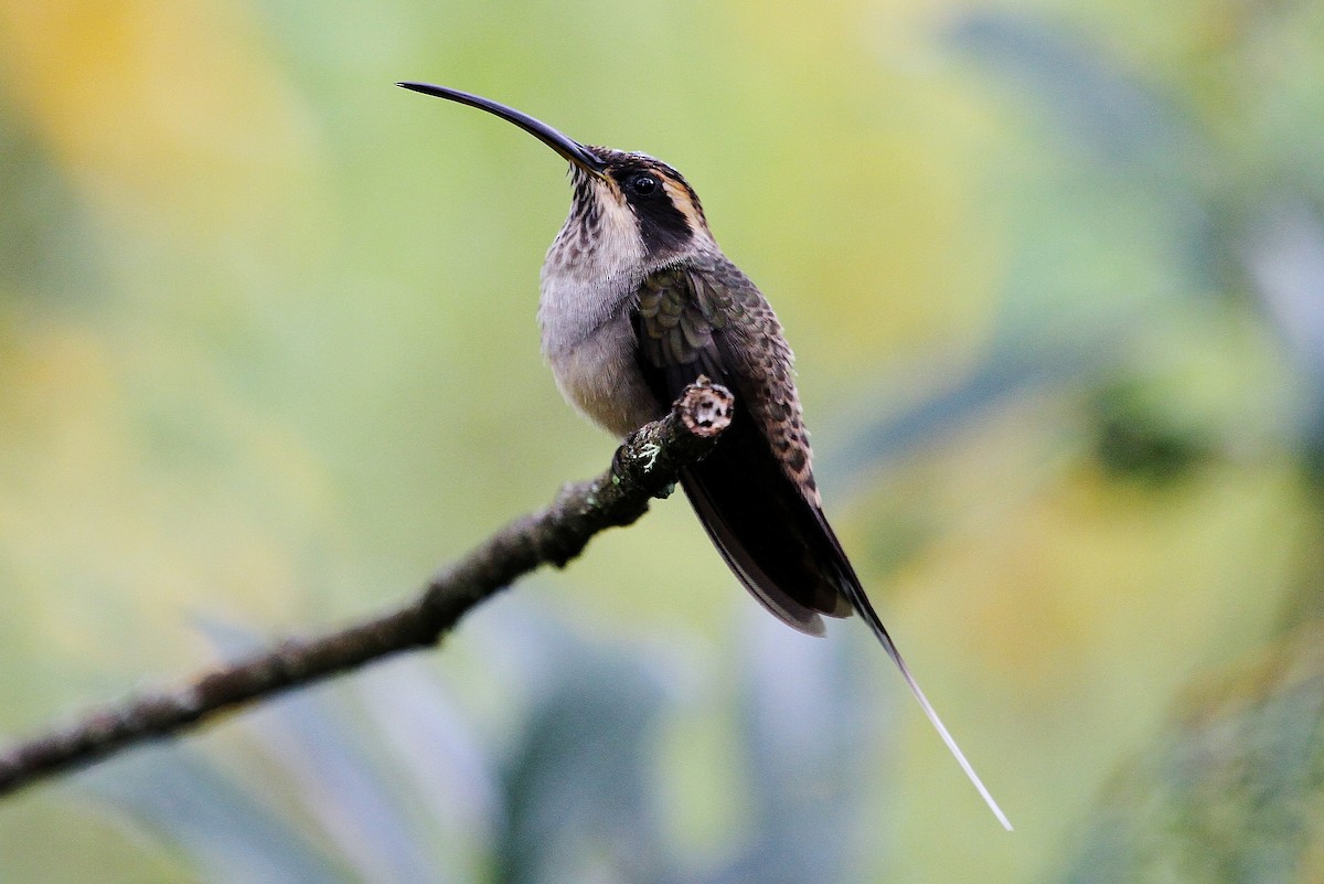 kolibřík šupinkohrdlý - ML205790601