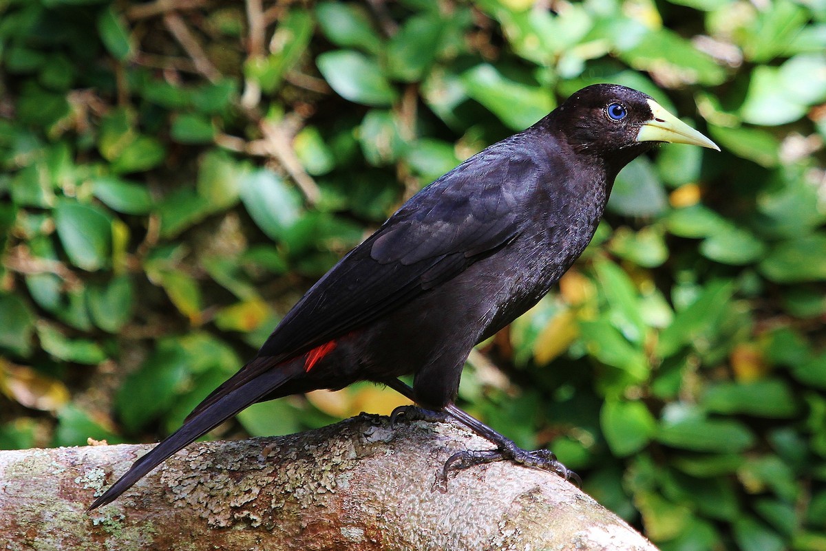 Red-rumped Cacique - Alexandre Gualhanone