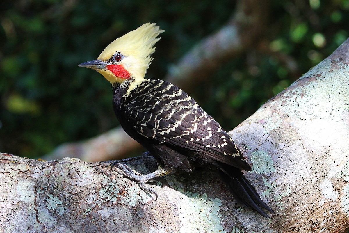 Blond-crested Woodpecker - Alexandre Gualhanone