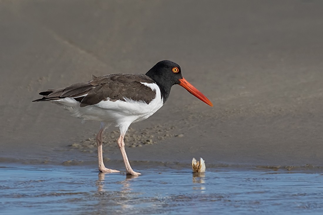 American Oystercatcher - Alexandre Gualhanone