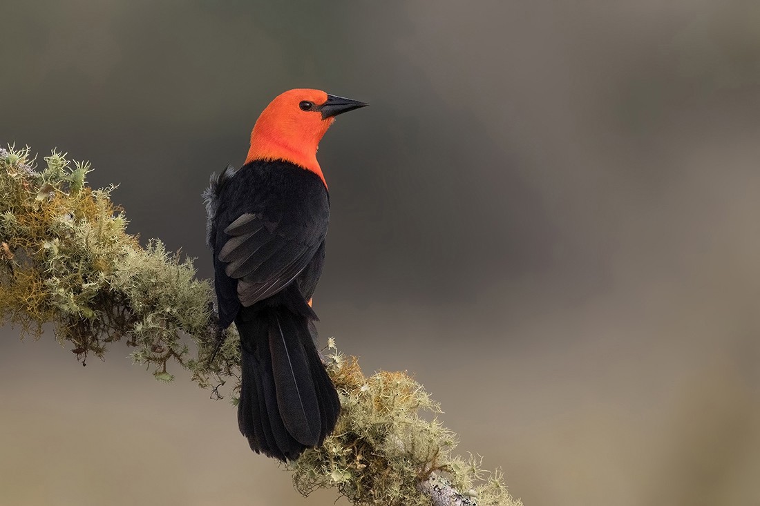 Scarlet-headed Blackbird - Alexandre Gualhanone