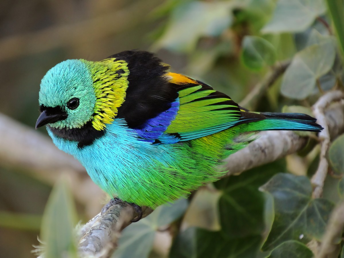 Green-headed Tanager - ML205790701