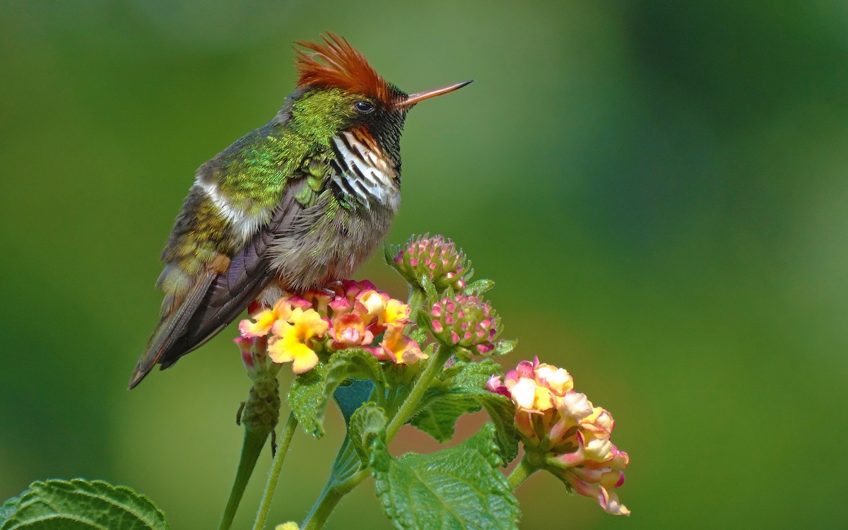 Frilled Coquette - ML205790731