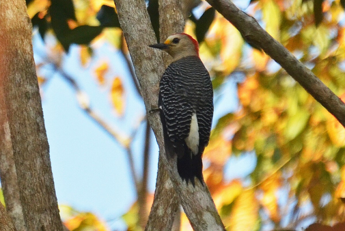 Yucatan Woodpecker - Ken Simonite