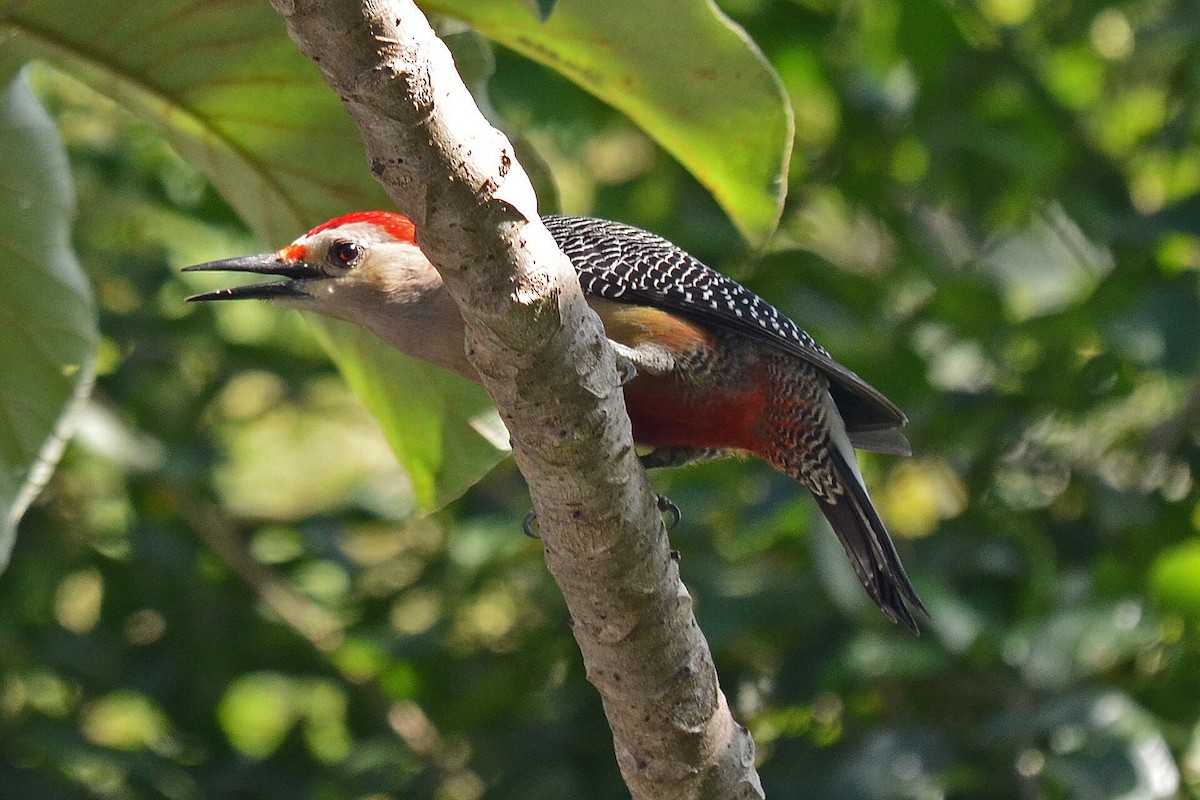 Golden-fronted Woodpecker (Velasquez's) - Ken Simonite