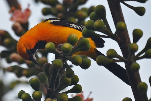 Orange Oriole - eBird