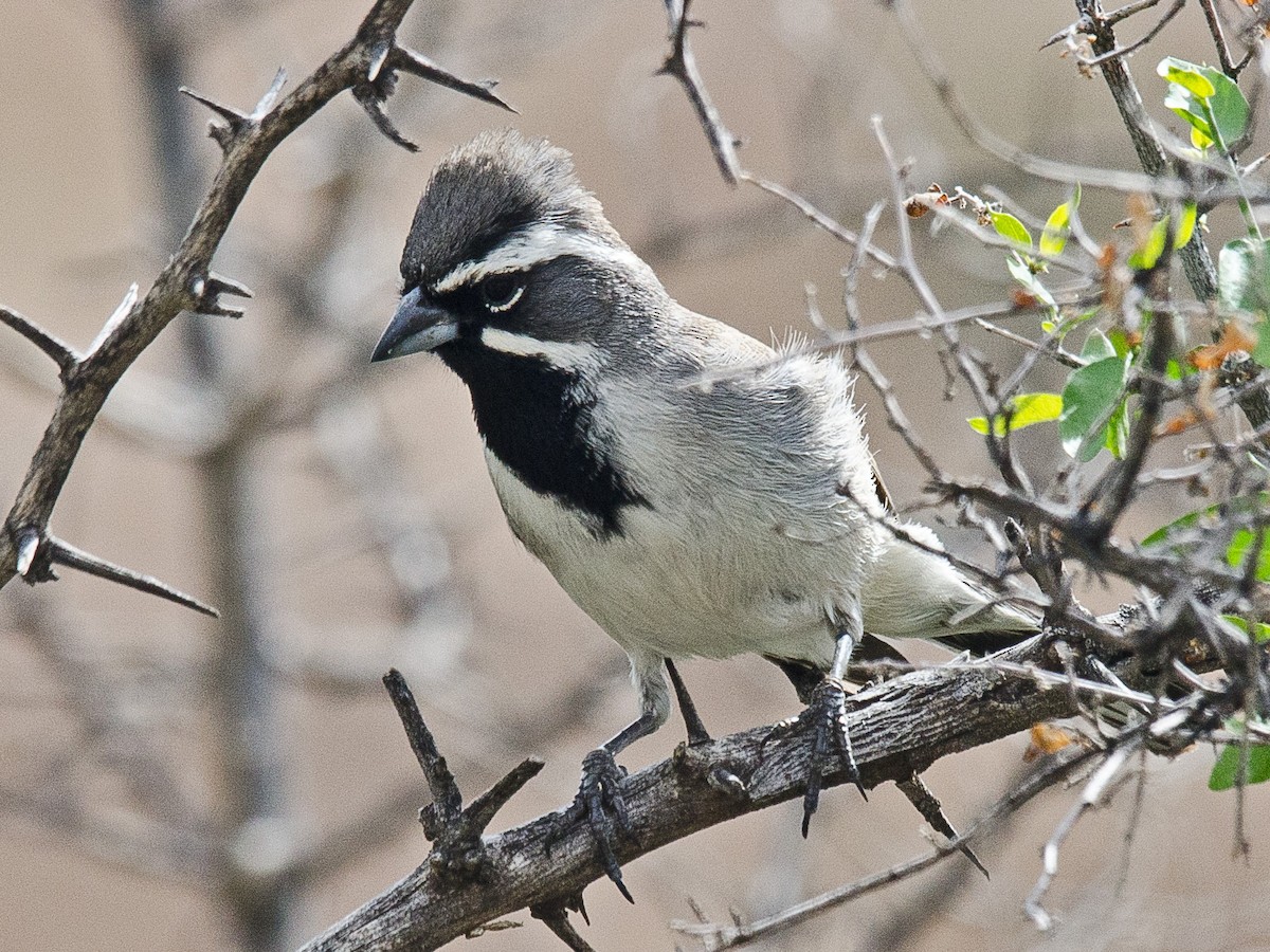 Black-throated Sparrow - Ken Simonite