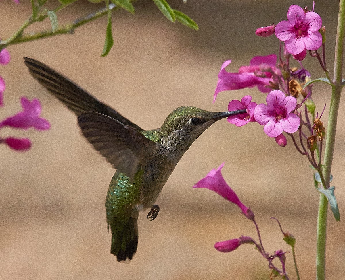 Anna's Hummingbird - Ken Simonite