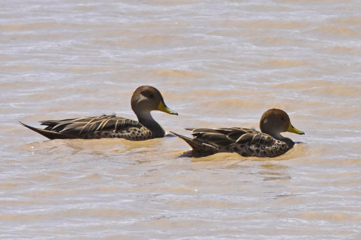 Yellow-billed Pintail (South American) - ML205791621