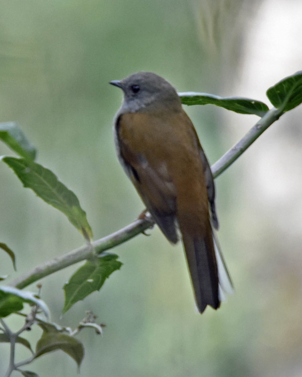 Andean Solitaire (ralloides) - ML205791831