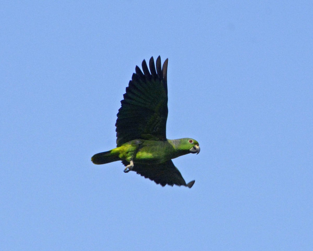 Scaly-naped Parrot - ML205791891