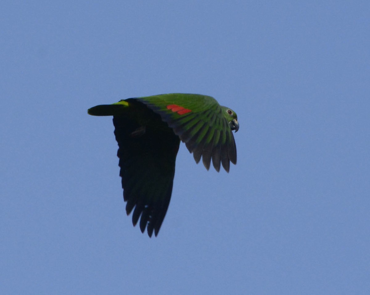 Scaly-naped Parrot - ML205791901
