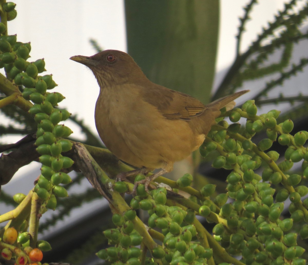 Clay-colored Thrush - Gerry Hawkins