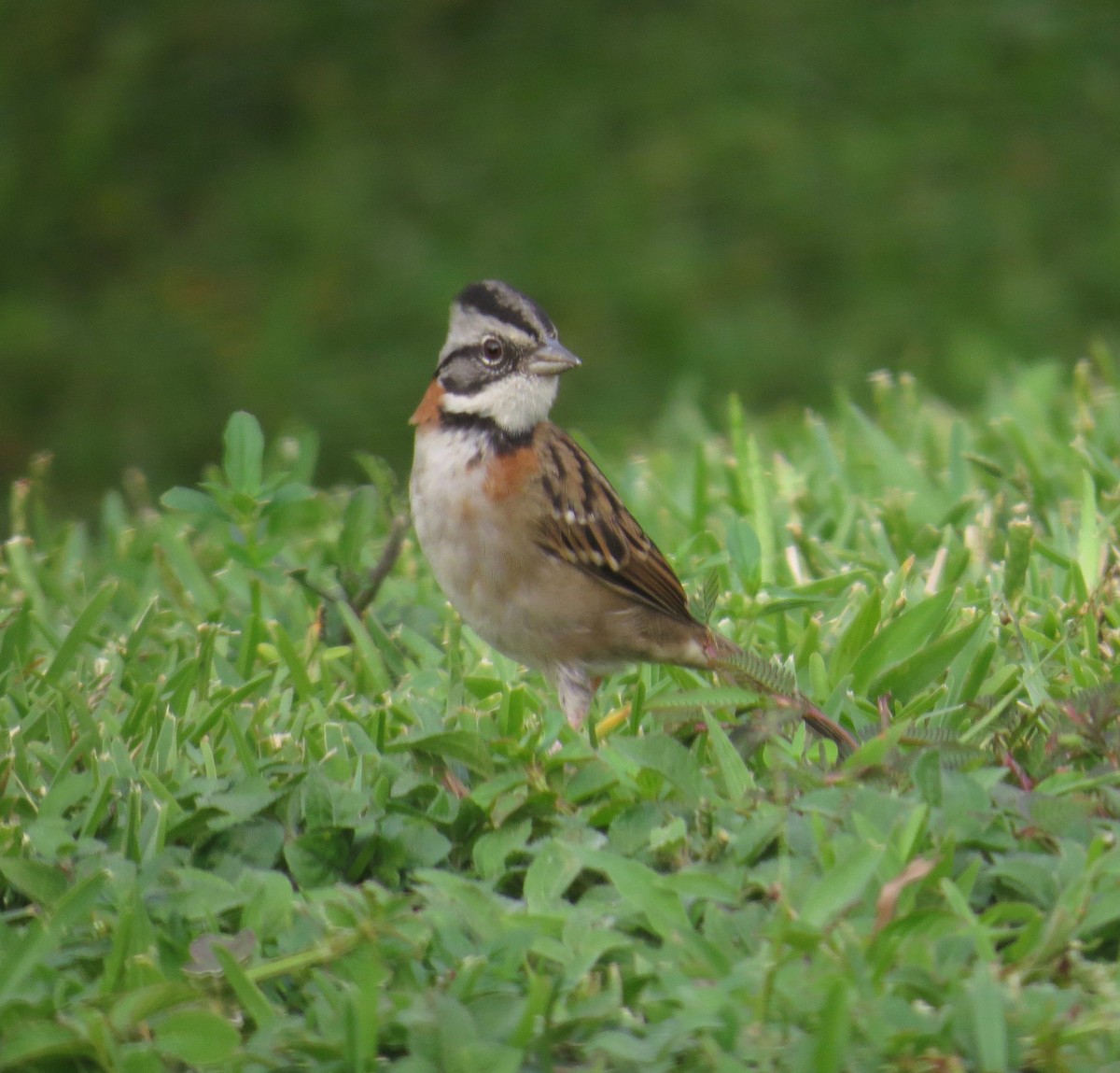 Rufous-collared Sparrow - ML20579211