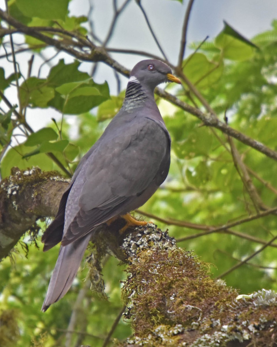 Band-tailed Pigeon (White-necked) - ML205792171