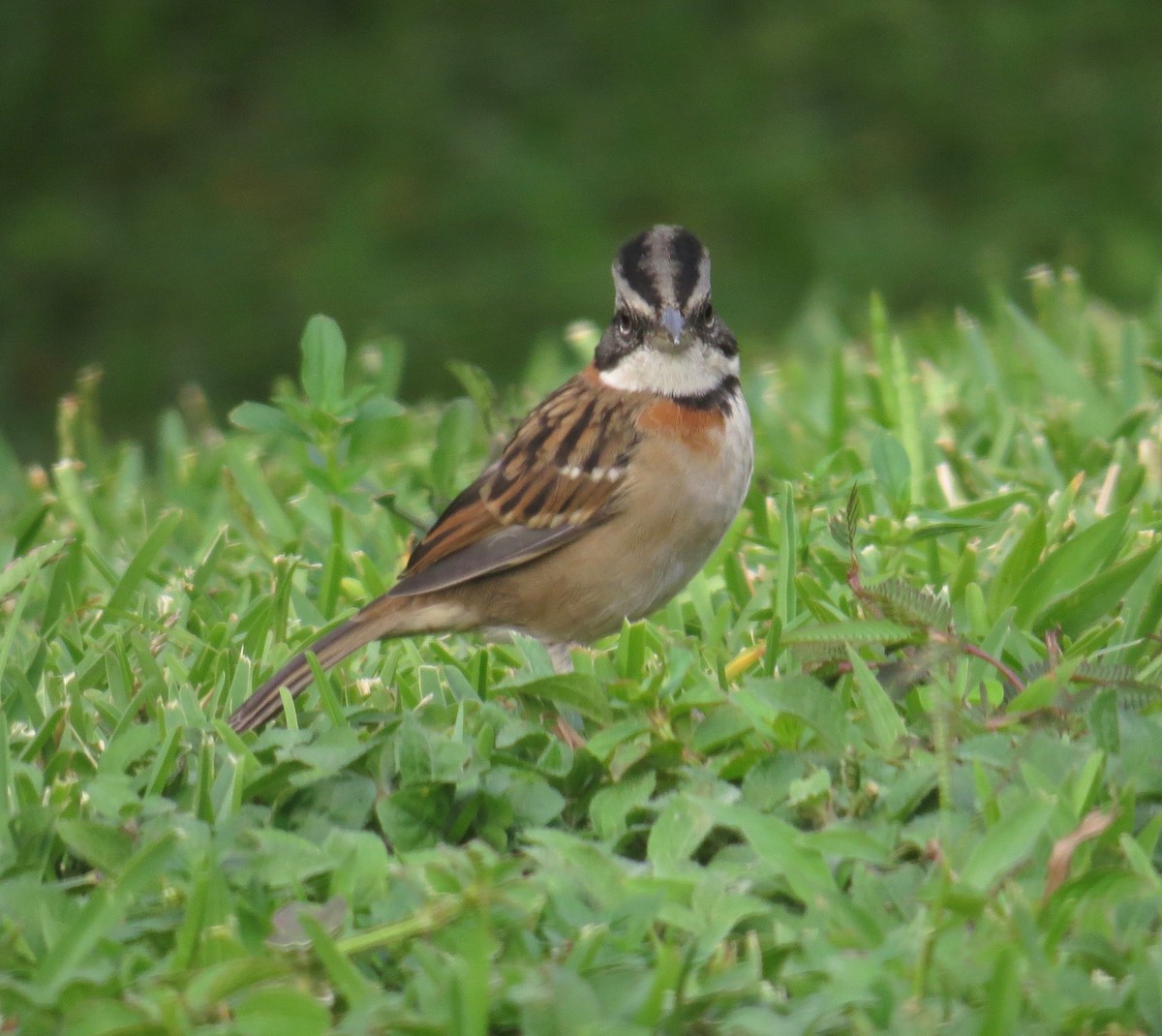 Rufous-collared Sparrow - ML20579221