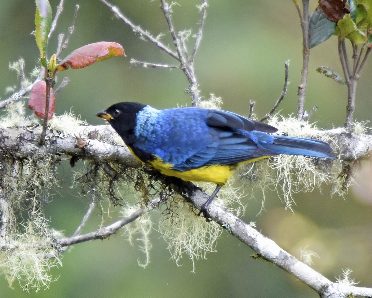 Hooded Mountain Tanager - ML205792281