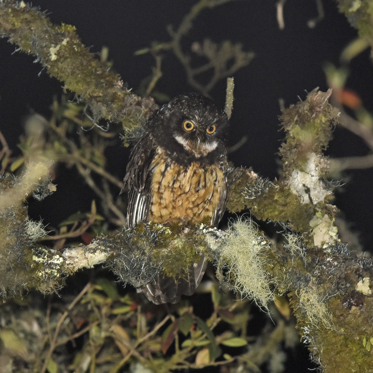 White-throated Screech-Owl - ML205792431