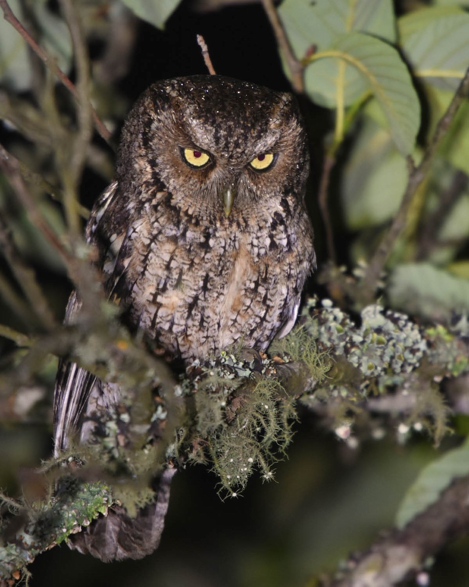Montane Forest Screech-Owl - ML205792551