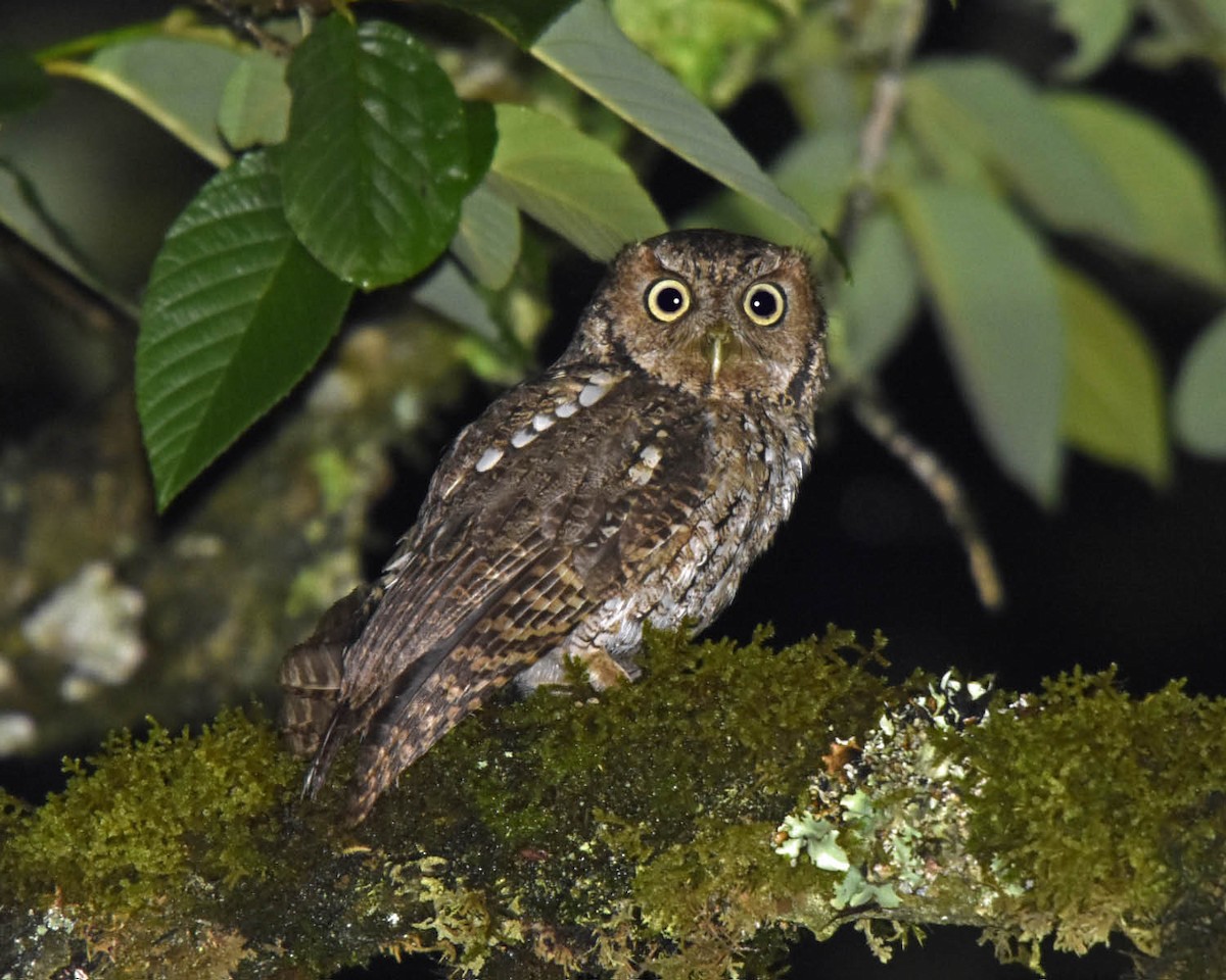 Montane Forest Screech-Owl - ML205792561