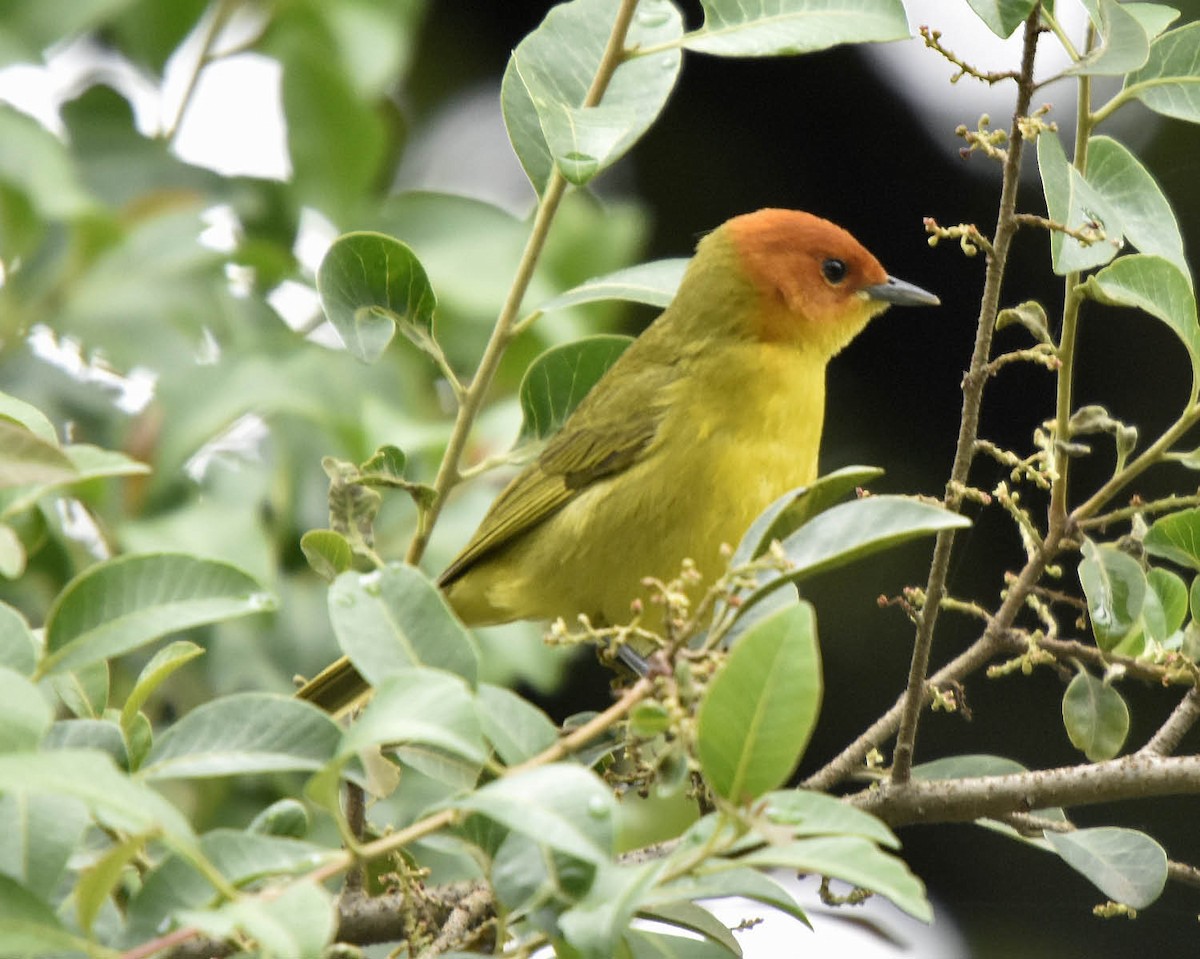 Rust-and-yellow Tanager - ML205792671