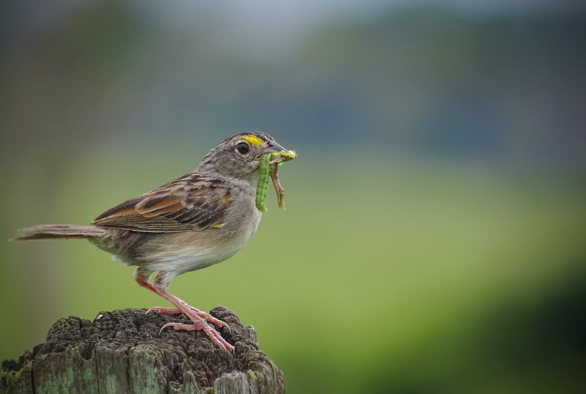 Grassland Sparrow - Aisse Gaertner