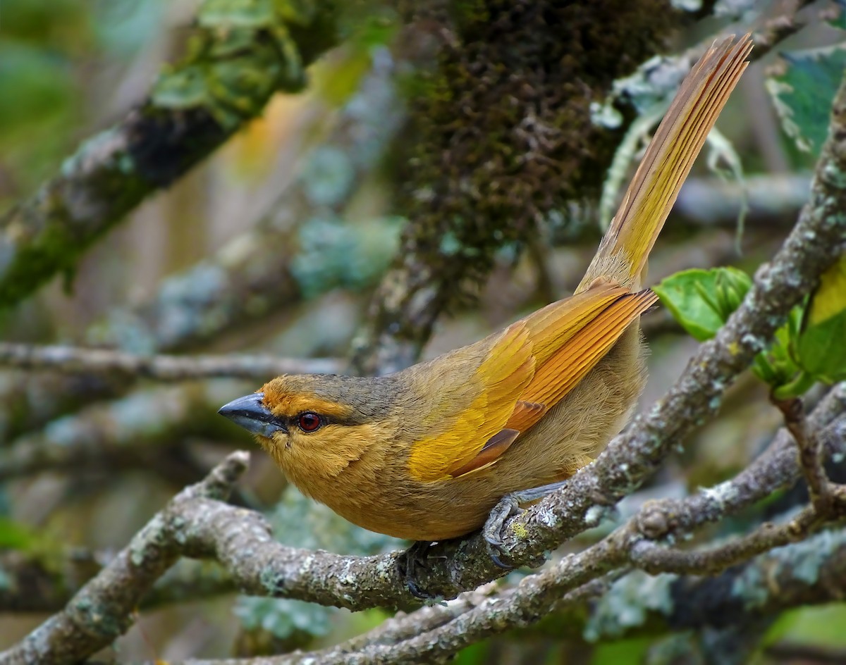 Brown Tanager - ML205792861