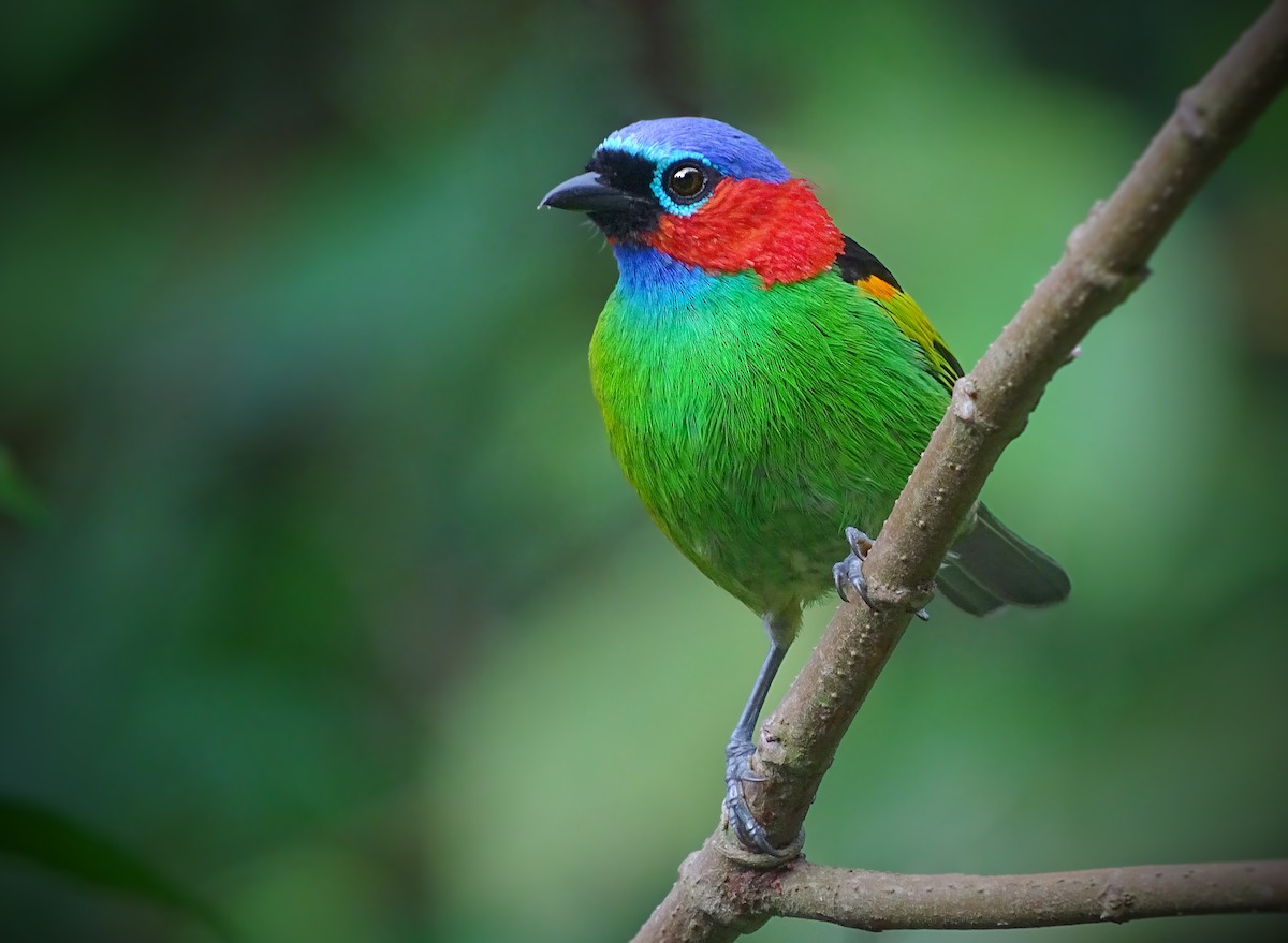 Red-necked Tanager - ML205792901