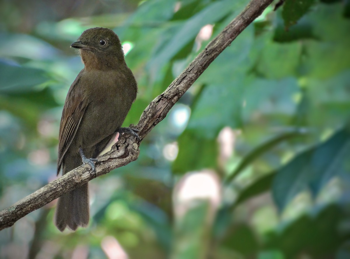 Brown-winged Schiffornis (Brown-winged) - ML205792921