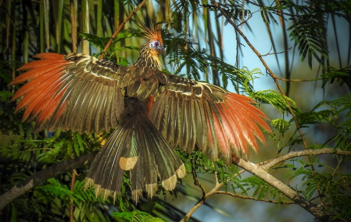 hoatzin - ML205792981